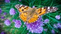 A beautiful brown huge butterfly is played on the purple flowers of an onion on a warm summer day_12_.